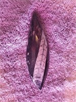 Orthoceras squid fossil