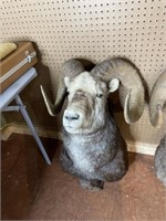 Bighorn Ram Head