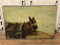 Donkey/Mule Picture