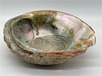 Beautiful Large Abalone Shell