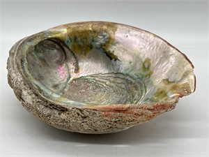 Beautiful Large Abalone Shell