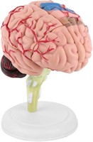 Anatomical Human Brain Model Toy x3