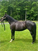 10 yr old Ky Mtn/ Rocky Mountain mare