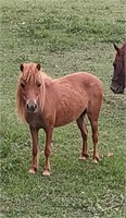 Sorrel Mini Mare Pony