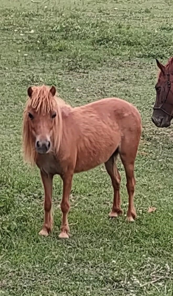 American Made Livestock Market RIDING HORSE SPECIAL