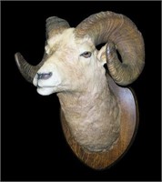 Big Horn Sheep (Ram)