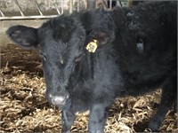 Number 58- Black Angus Heifer *Read Description