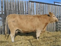 Purebred Charolais Bred Cow