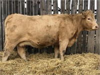 Purebred Charolais Bred Cow