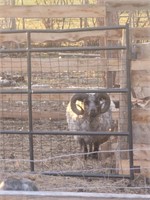 Ram-Shetland Sheep-Very friendly, proven, 4 years
