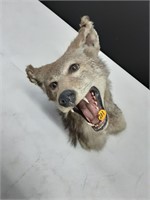 COYOTE TAXIDERMI HEAD