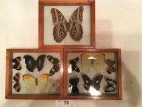 Set of 3 Butterfly displays (b)