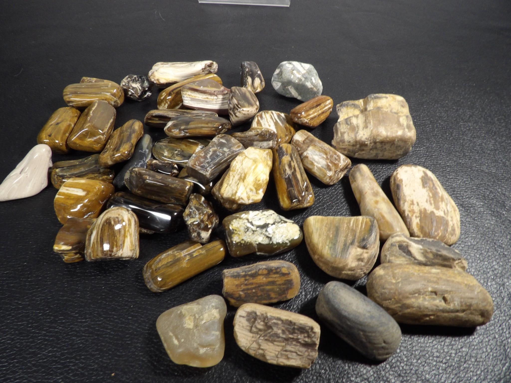 Lot of Petrified Wood