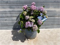 The Original Hydrangea Plant