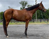 BAY THOROUGHBRED MARE    VIDEO