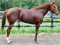Ms. Nineoneseven 2015 Thoroughbred Mare VIDEO