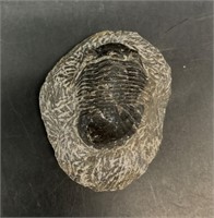Trilobite fossil 2.25"