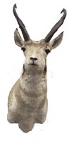 Antelope Head Mount