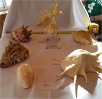 6 Pieces of Cone/Conch Type Seashells