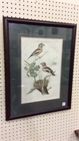 Professionally Framed Bird Print