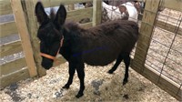 Miniature Jenny Donkey "popcorn" **app For Reg.