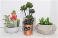 Decorative Succulents, Some in Stone