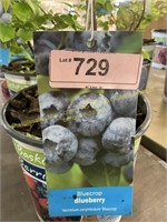 1.5 gallon Bluecrop Blueberry