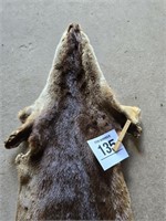 Otter pelt 56"