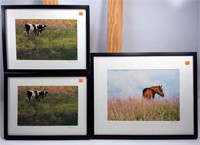 2 Cow Photos by Mary Jo Bennell, "Moo in the