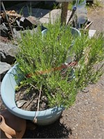 Large Potted Rosemary Plant