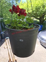 Potted Hanging Plant