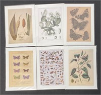 Bug & Floral Prints Lot of Six