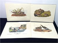 Audubon Prints