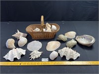 Sea Shells, Basket