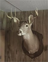 Whitetail Deer Mount