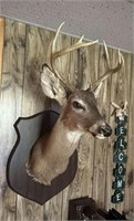 Whitetail Deer Mount