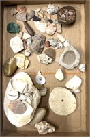 Seashells/rocks/possible arrowheads