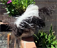 Ostrich Feathers (4) Black & White