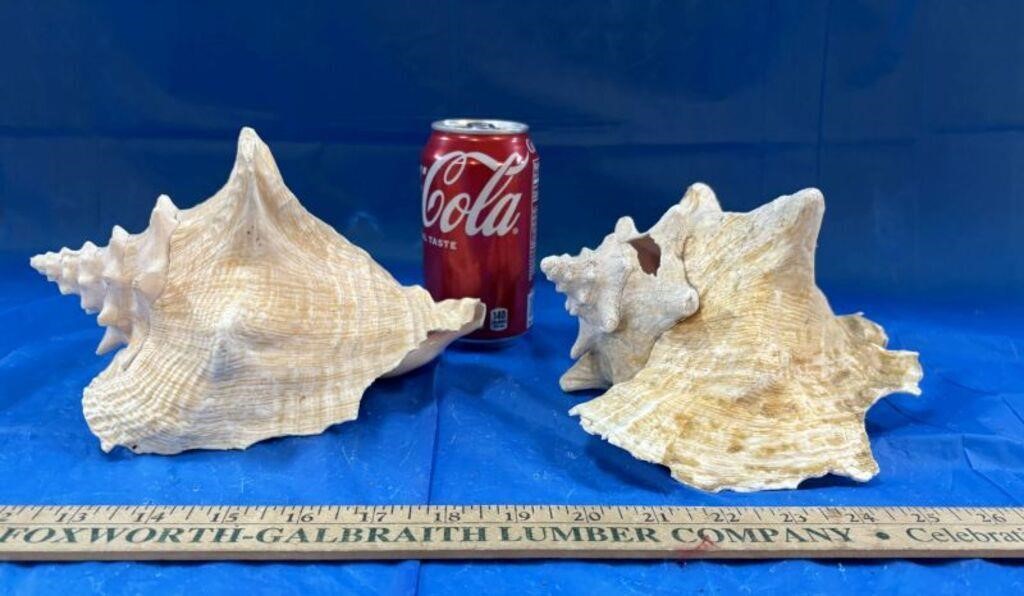 2 Conch Sea Shells