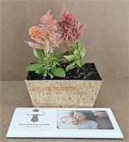 Cork Style Planter, Celosia Plants & Frame