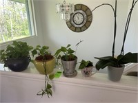 5qty Live/Real House Plants