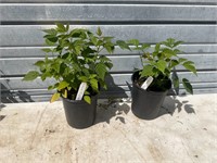 2 - One Gallon Red Raspberry Plants