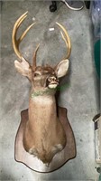 Huge 7 point mounted buck - mount is 37 inches