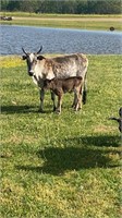 3 year old Zebu cow with 2 week red Zebu Calf