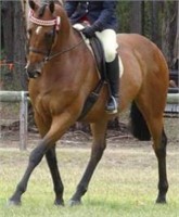 (VIC): BRAX (QUILTY NZ 2007) - TB Gelding