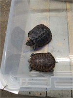 Breeding Pair Red Ear Slider Turtles