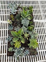 32 LIVE Succulents Tray #1