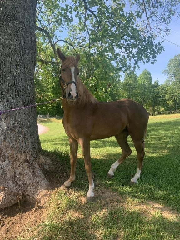 Karsons Major General - 2018 TWH Sorrel Mare