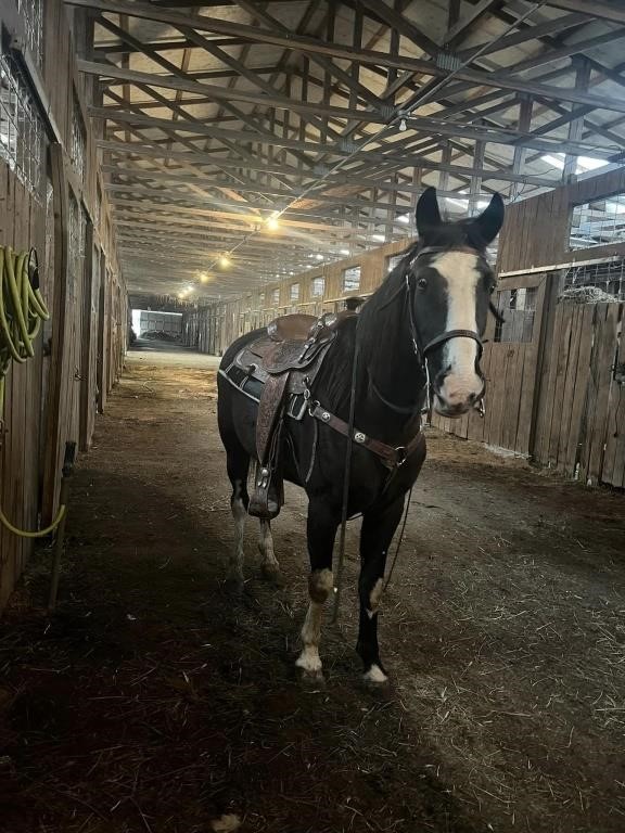 Junie - 13 YO Black TWH Mare