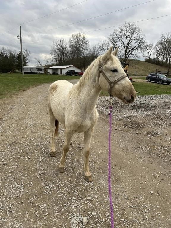 Casper - 25 Mos. Old White Stud Colt